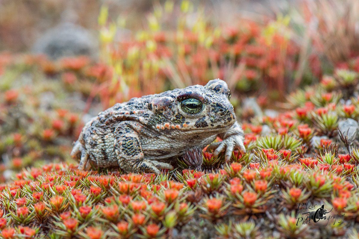 Kreuzkröte (Epidalea calamita)