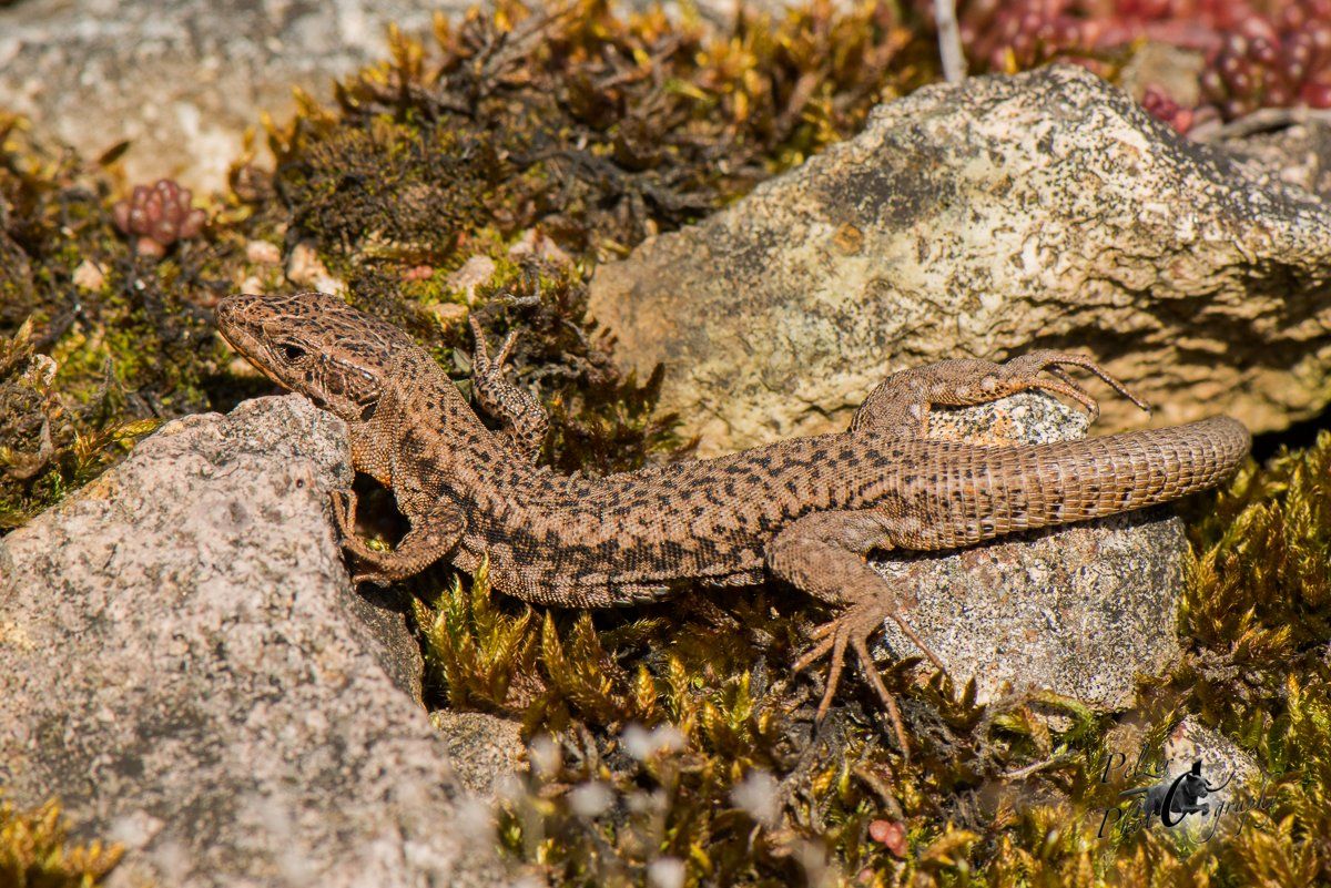 Mauereidechse (Podarcis muralis)