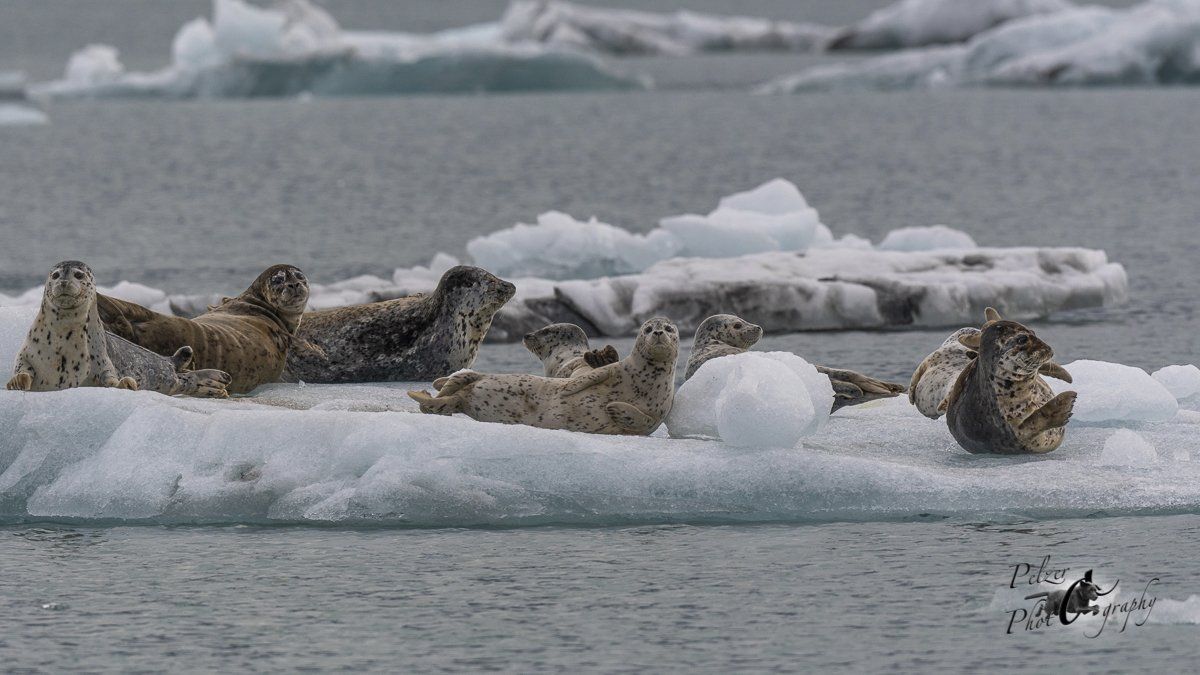 Seehunde (Phoca vitulina richardsi)