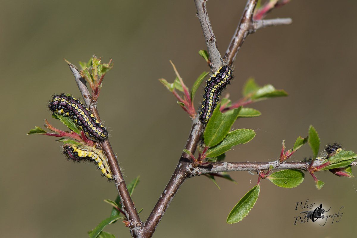 Trauerwidderchen (Aglaope infausta)