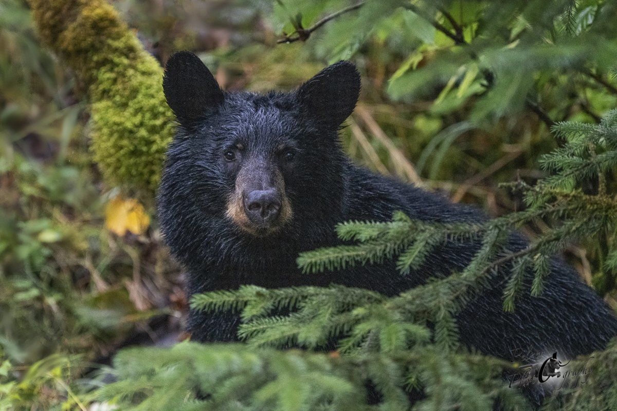 Amerikanischer Schwarzbär (Ursus a. emmonsii)