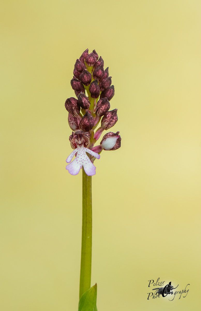 Brand-Knabenkraut (Orchis ustulata)