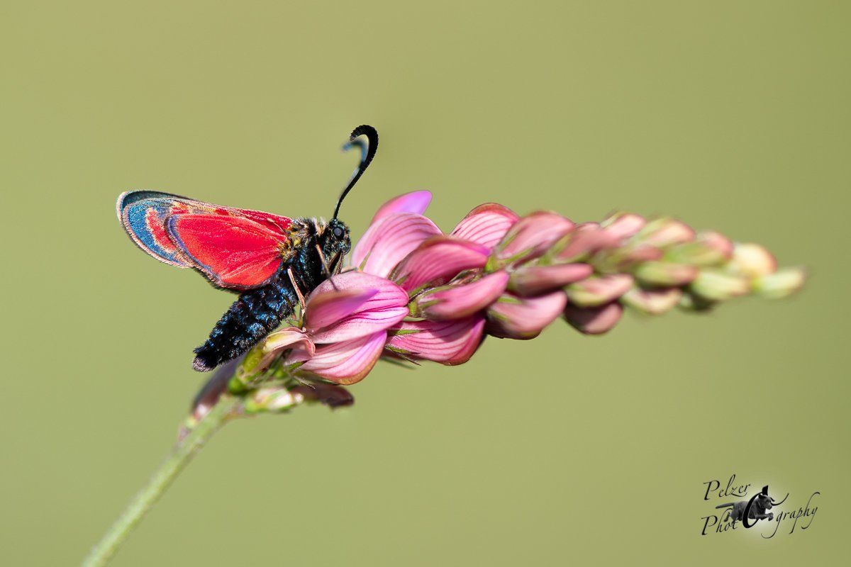 Esparsetten-Widderchen (Zygaena carniolica)