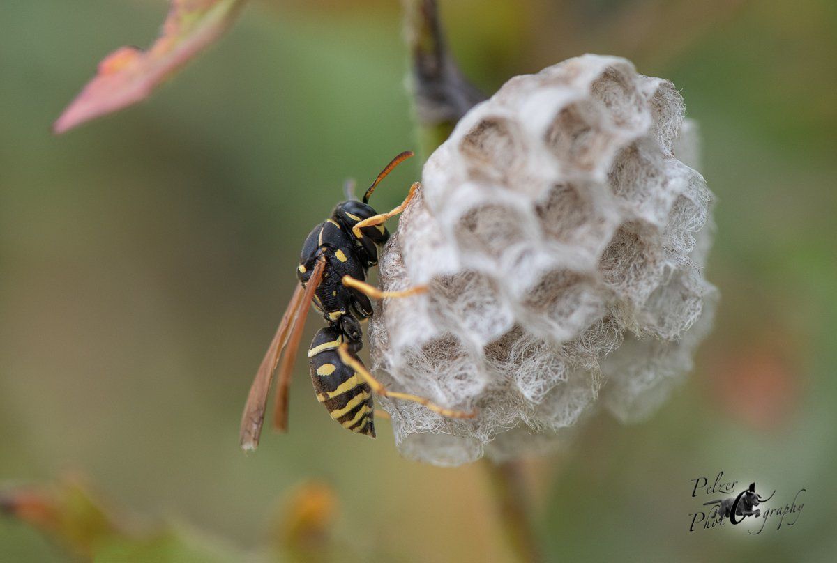 Gallische Feldwespe (Polistis dominula)