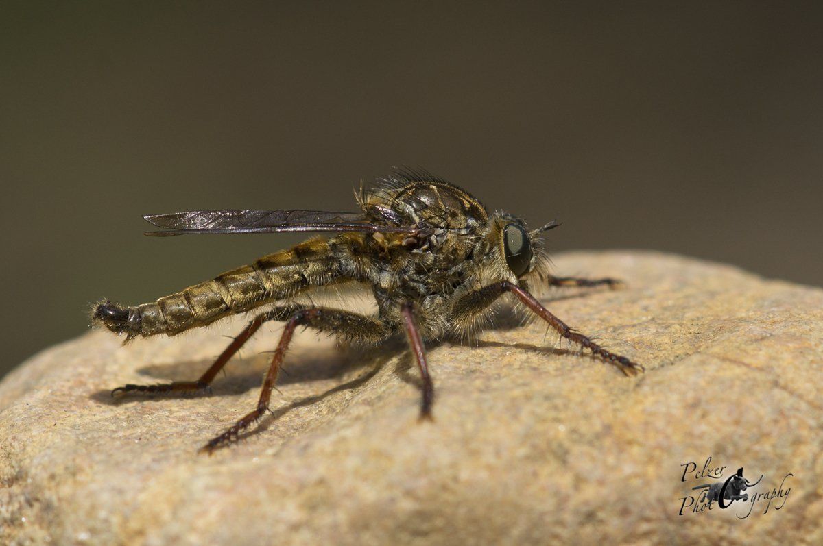 Gemeine Raubfliege (Tolmerus atricapillus)