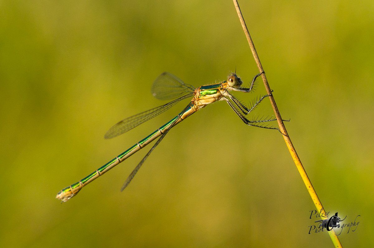 Kleine Binsenjungfer (Lestes virens)