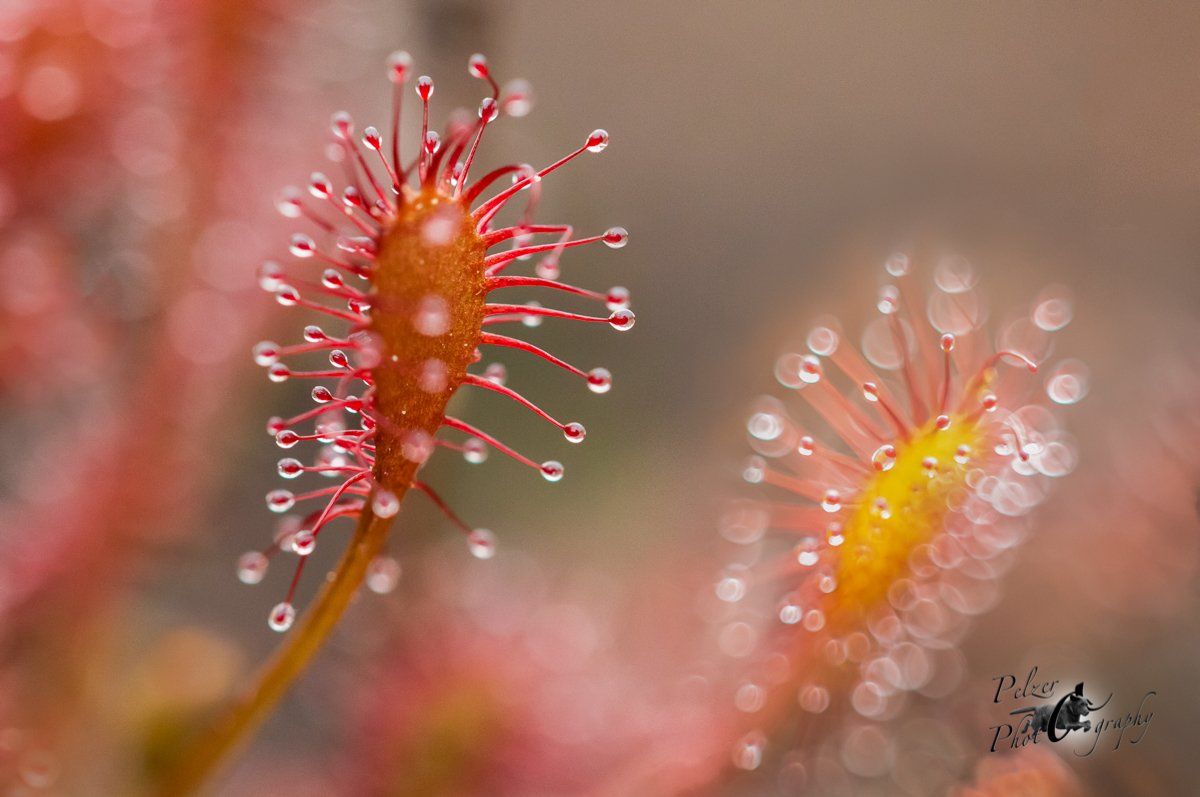 Mittlerer Sonnentau (Drosera intermedia)