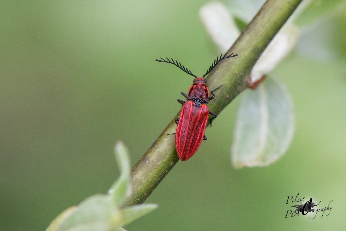 Purpurroter Schnellkäfer (Anostirius purpureus)