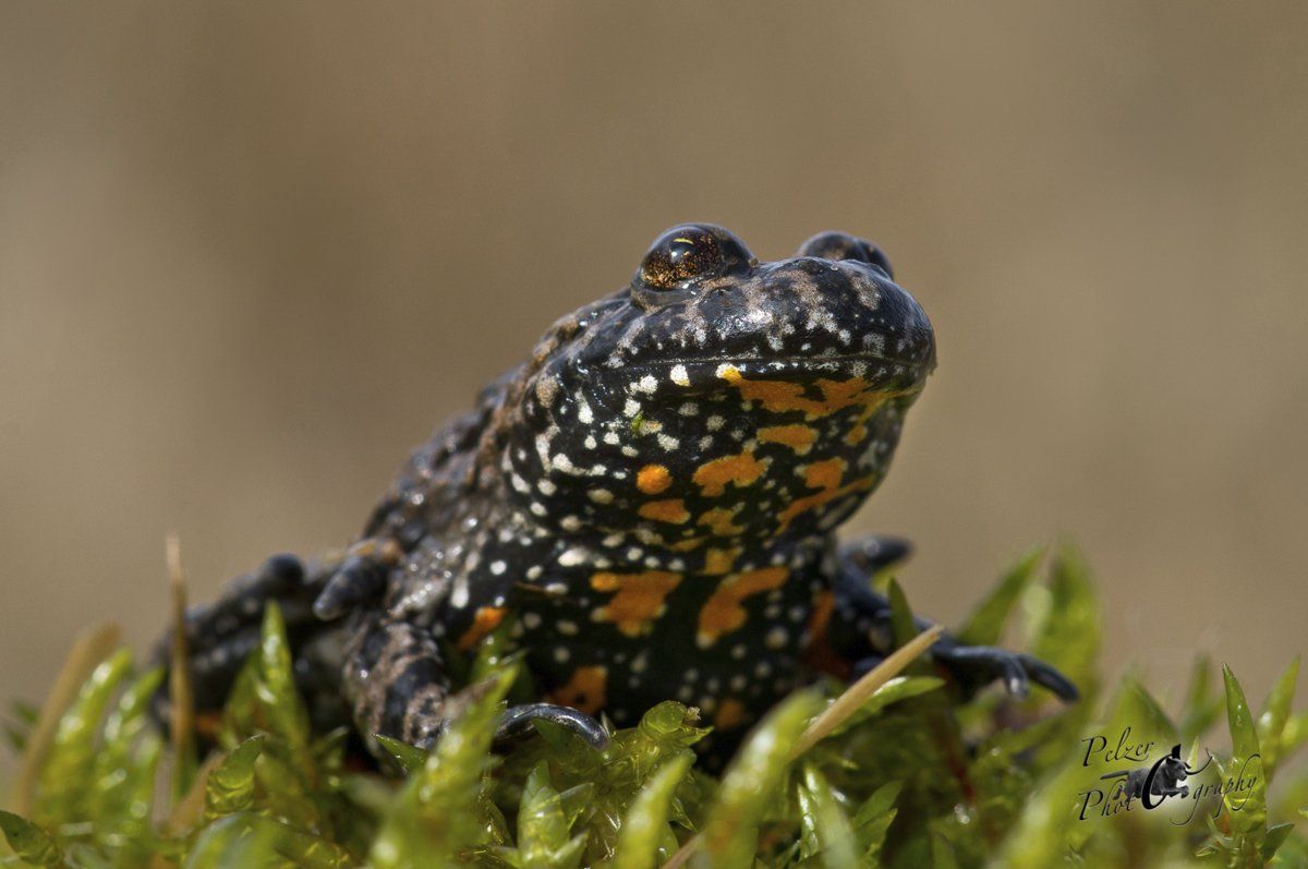 Rotbauchunke (Bombina bombina)