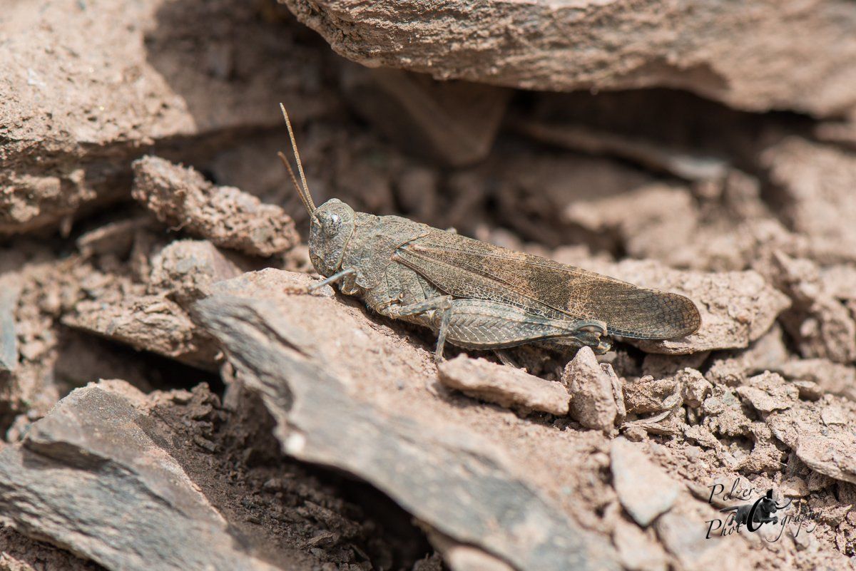 Rotflügelige Ödlandschrecke (Oedipoda germanica)