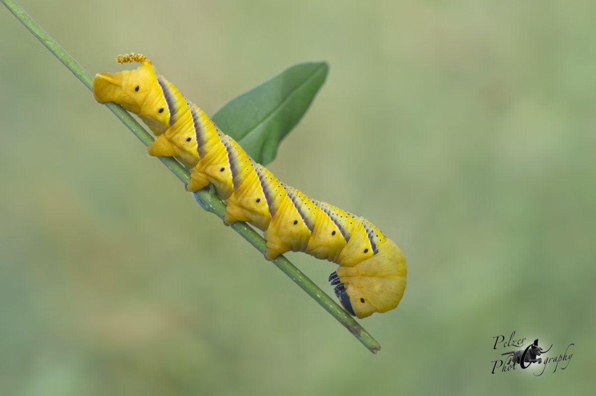 Totenkopfschwärmer (Acherontia atropos)