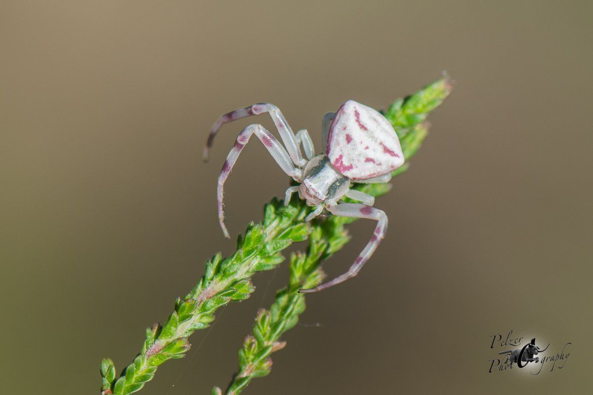 Veränderliche Krabbenspinne (Misumena vatia)