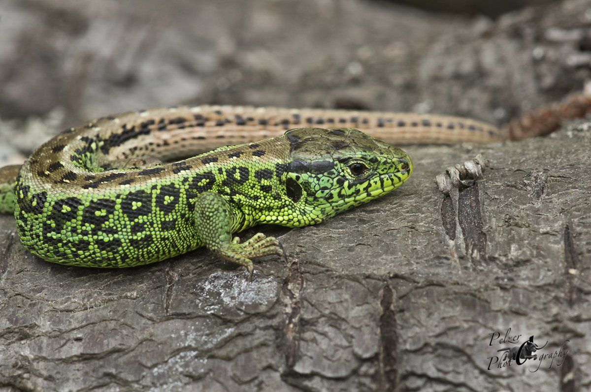 Zauneidechse (Lacerta agilis)