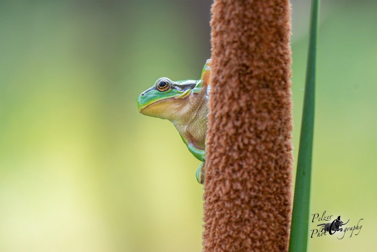 Europäischer Laubfrosch (Hhyla arborea)