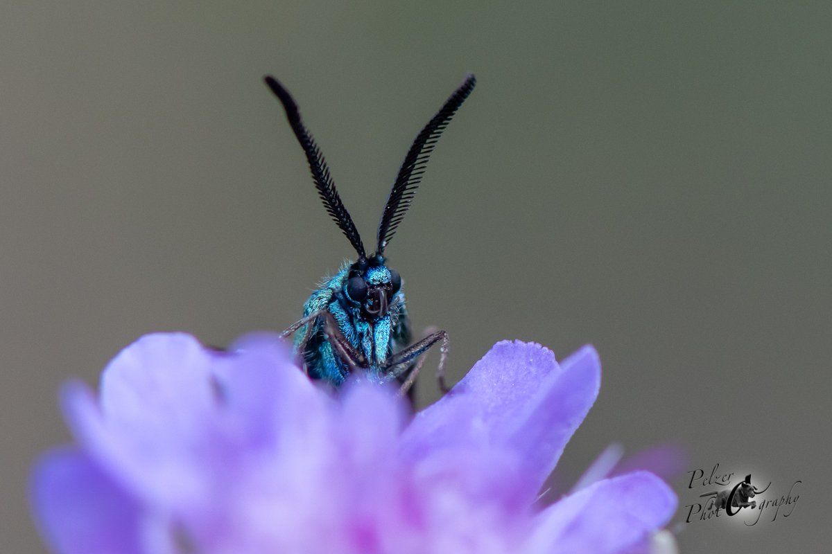 Flockenblumen-Grünwidderchen (Atscita globulariae)