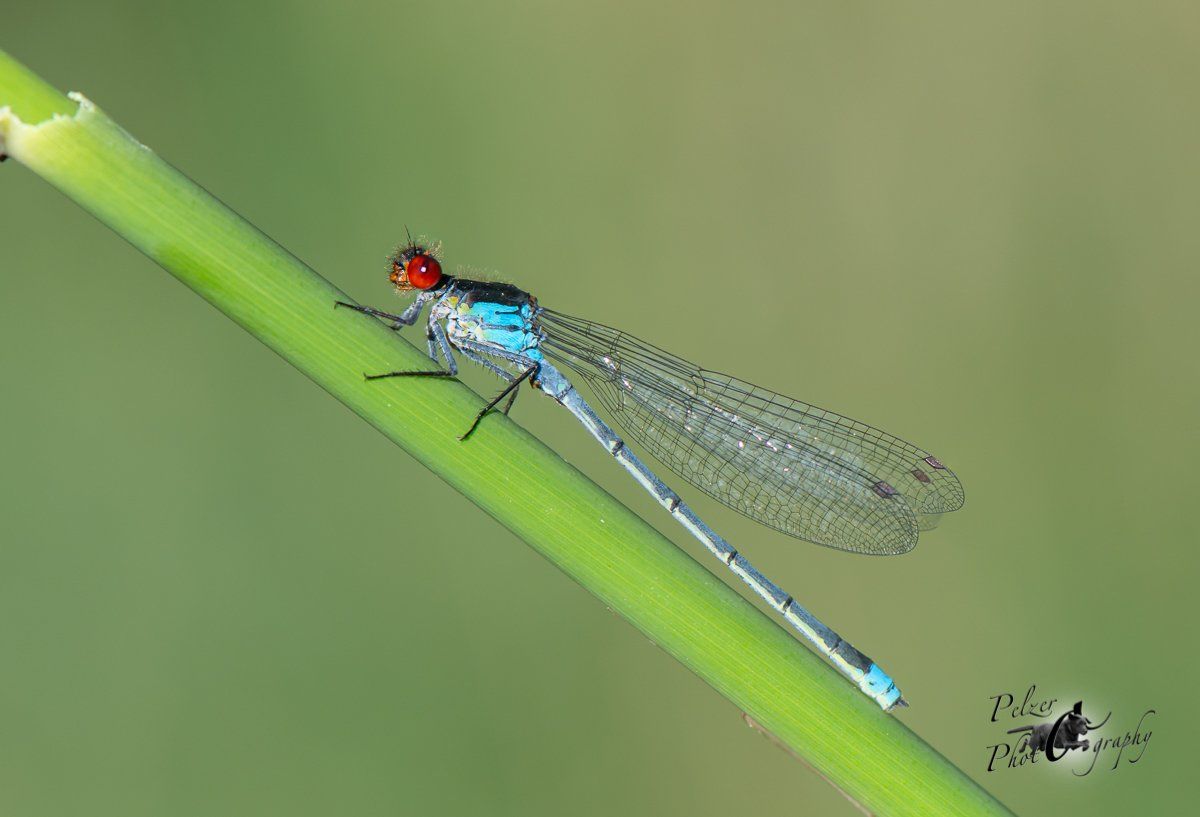 Großes Granatauge (Erythromma najas)