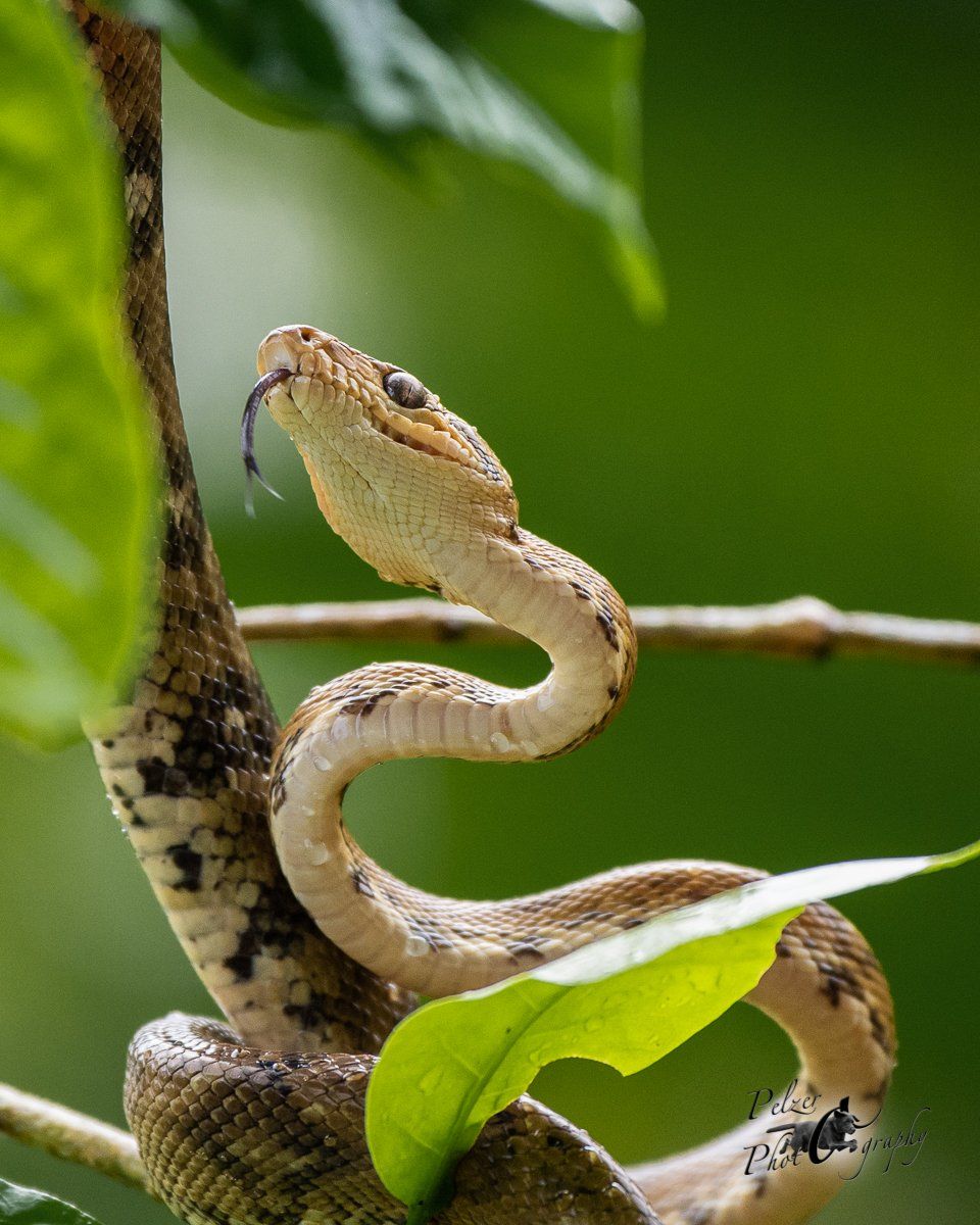 Regenbogenboa (Epicrates cenchria)