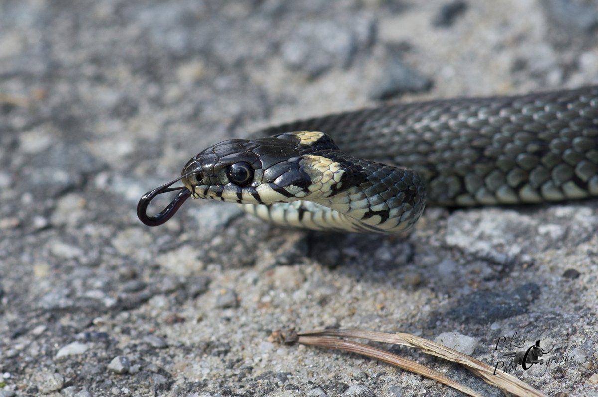 Ringelnatter (Natrix natrix)