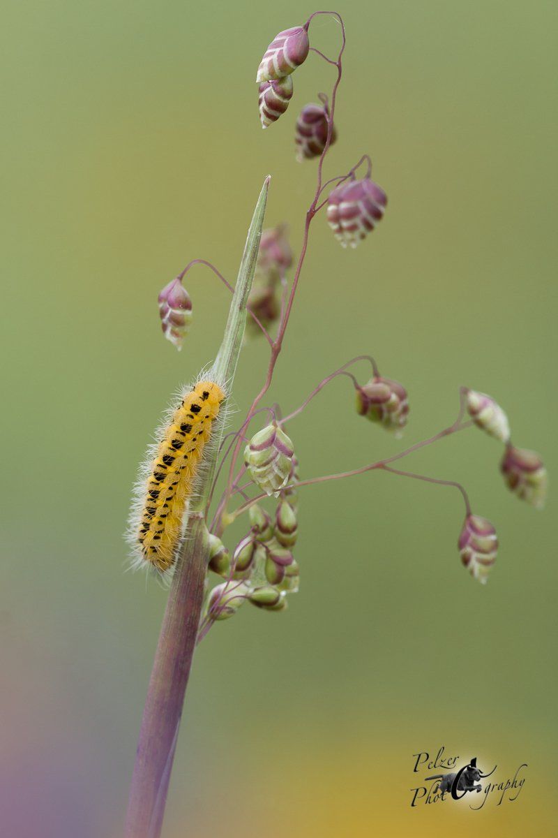 Sechsfleck Widderchen (Zygaena filipendulae)