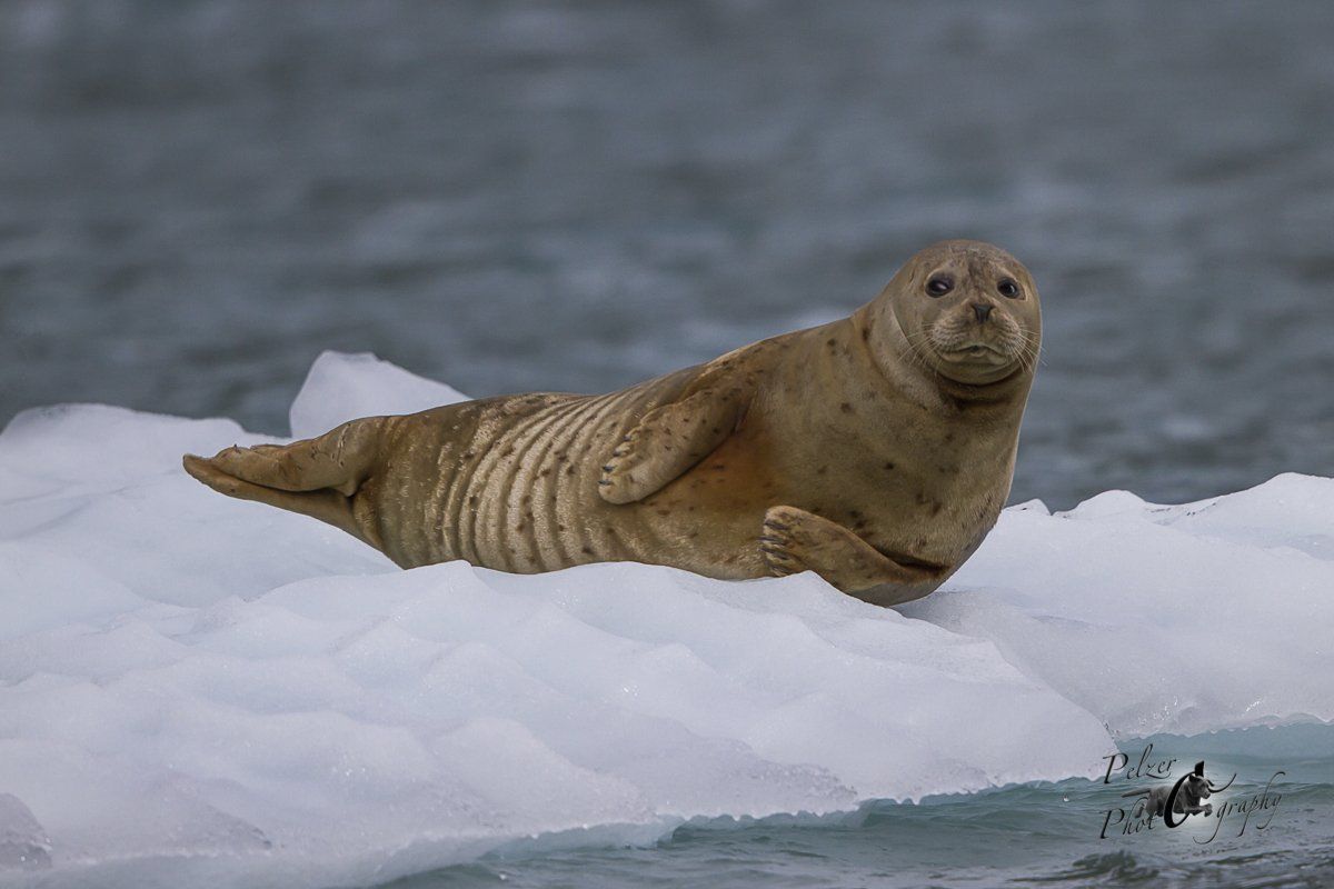 Seehund (Phoca vitulina richardsi)