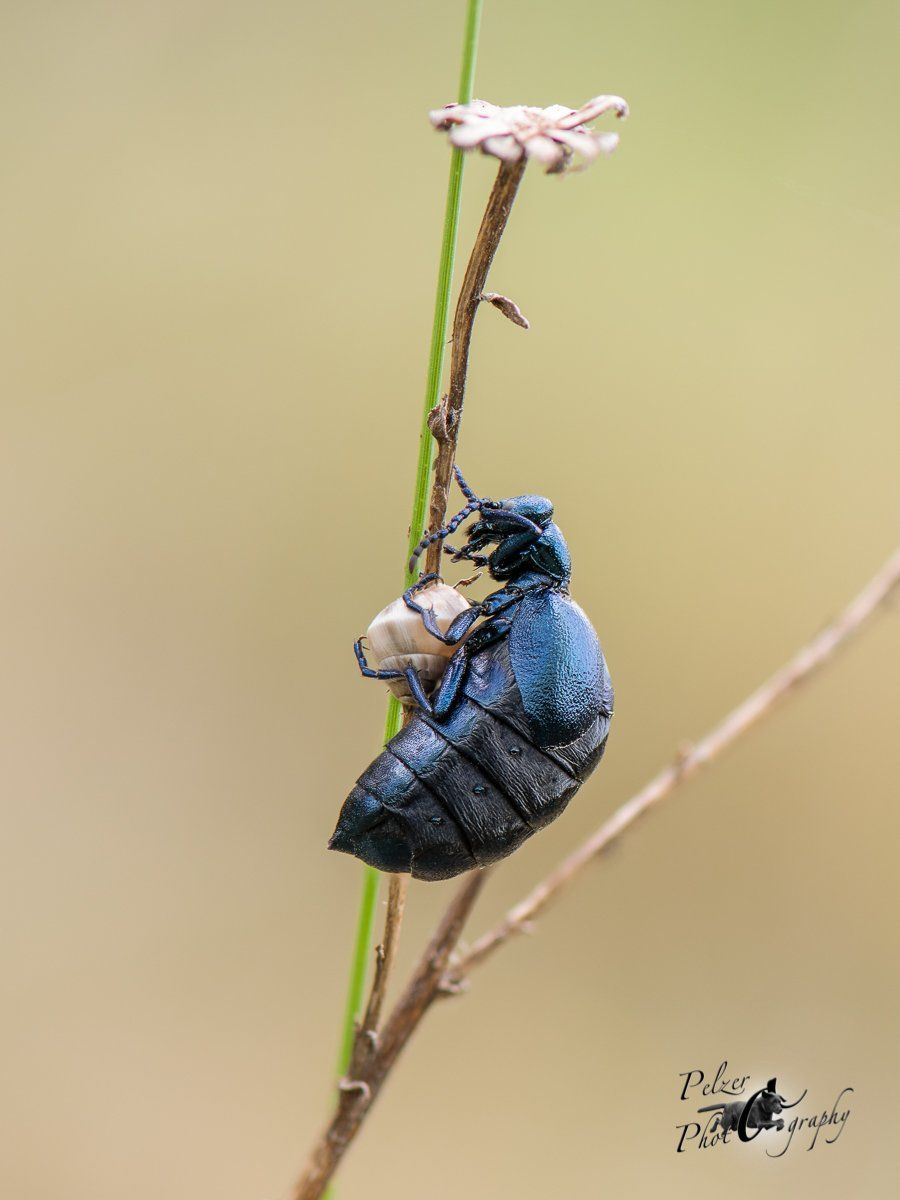 Violetter Ölkäfer (Meloe violaceus)