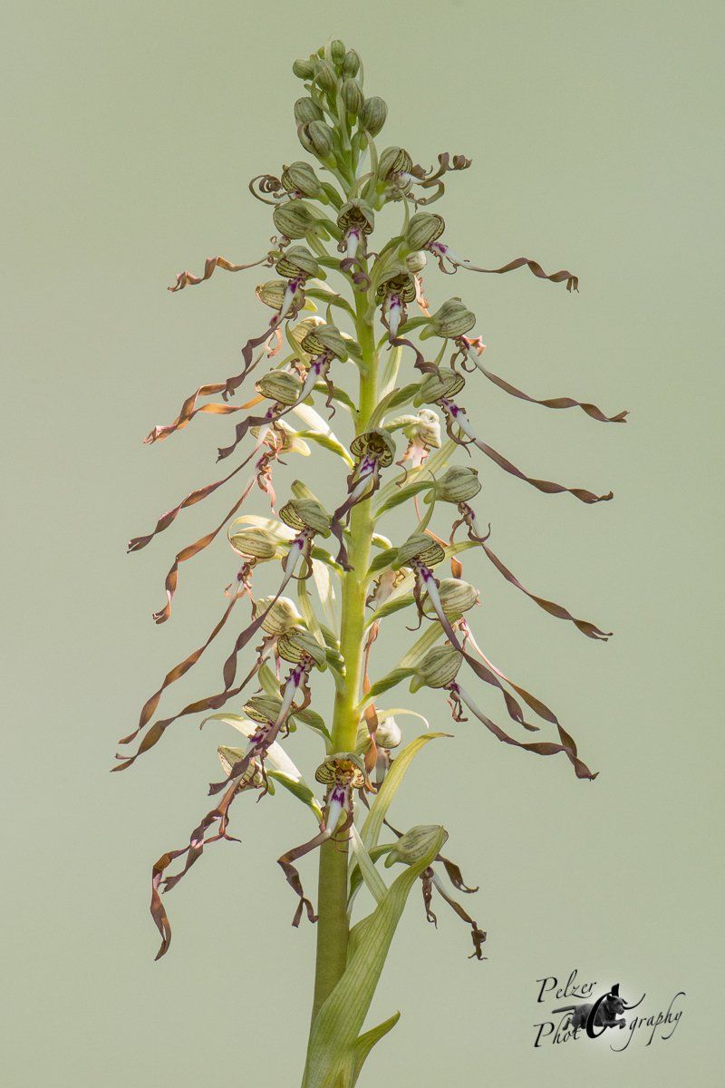 Bocks-Riemenzunge (Himantoglossum hircinum)