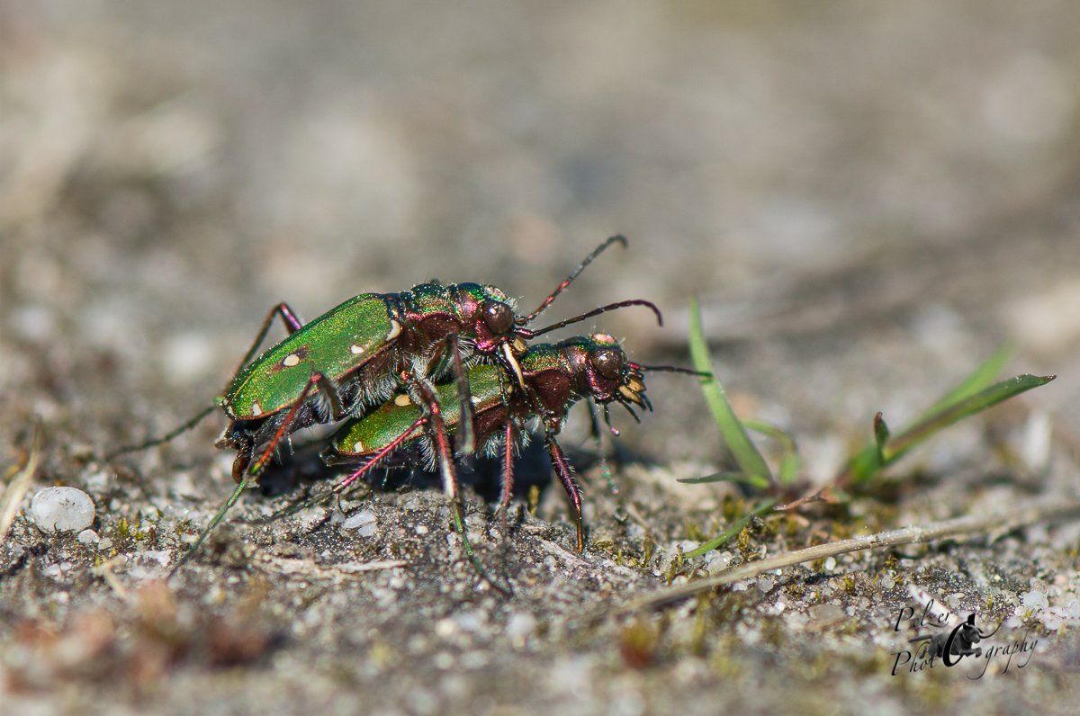 Feldsandläufer (Cicindela campestris)