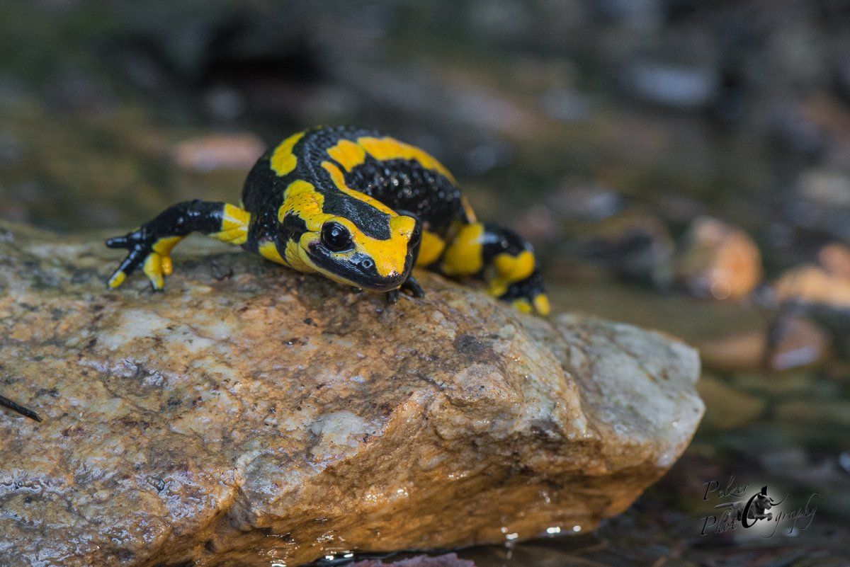 Gebänderter Feuersalamander (Salamandra salamandra terrestris)