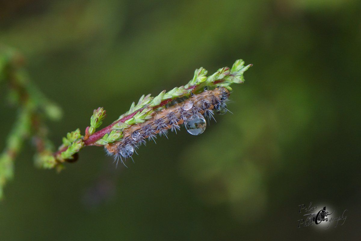 Geisklee-Bläuling (Plebeius argus)