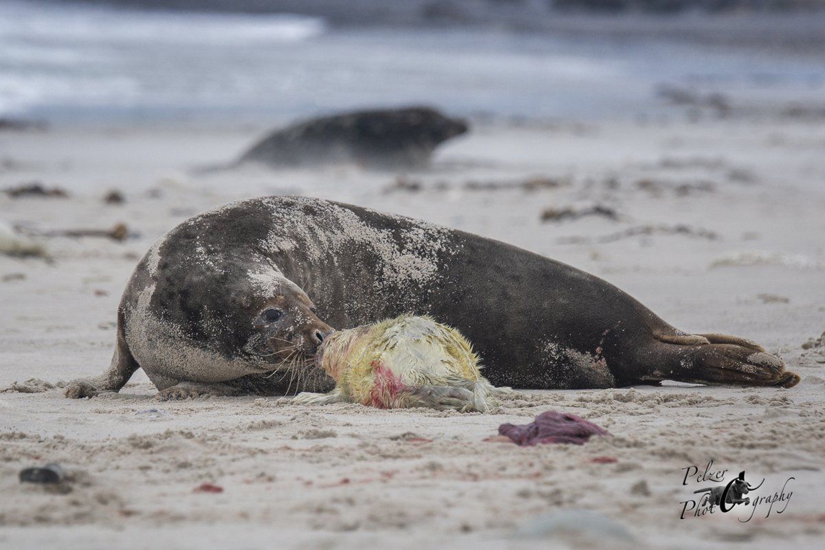 Helgoland Kegelrobbe (Halichoerus grypus)