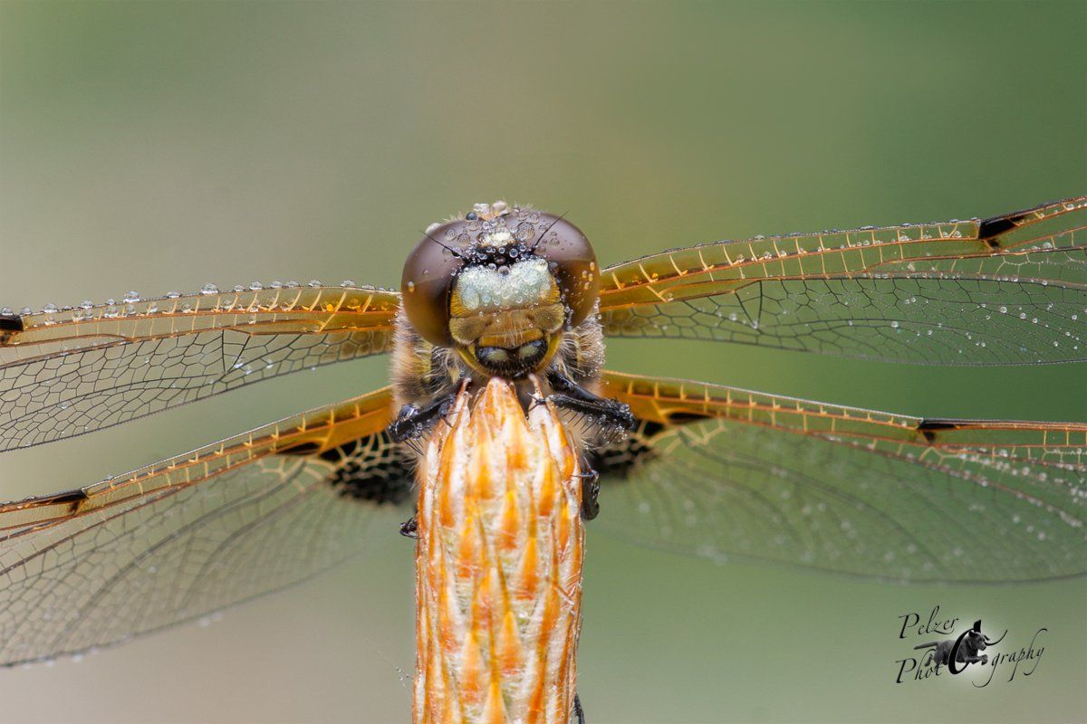 Plattbauch (Libellula depressa)