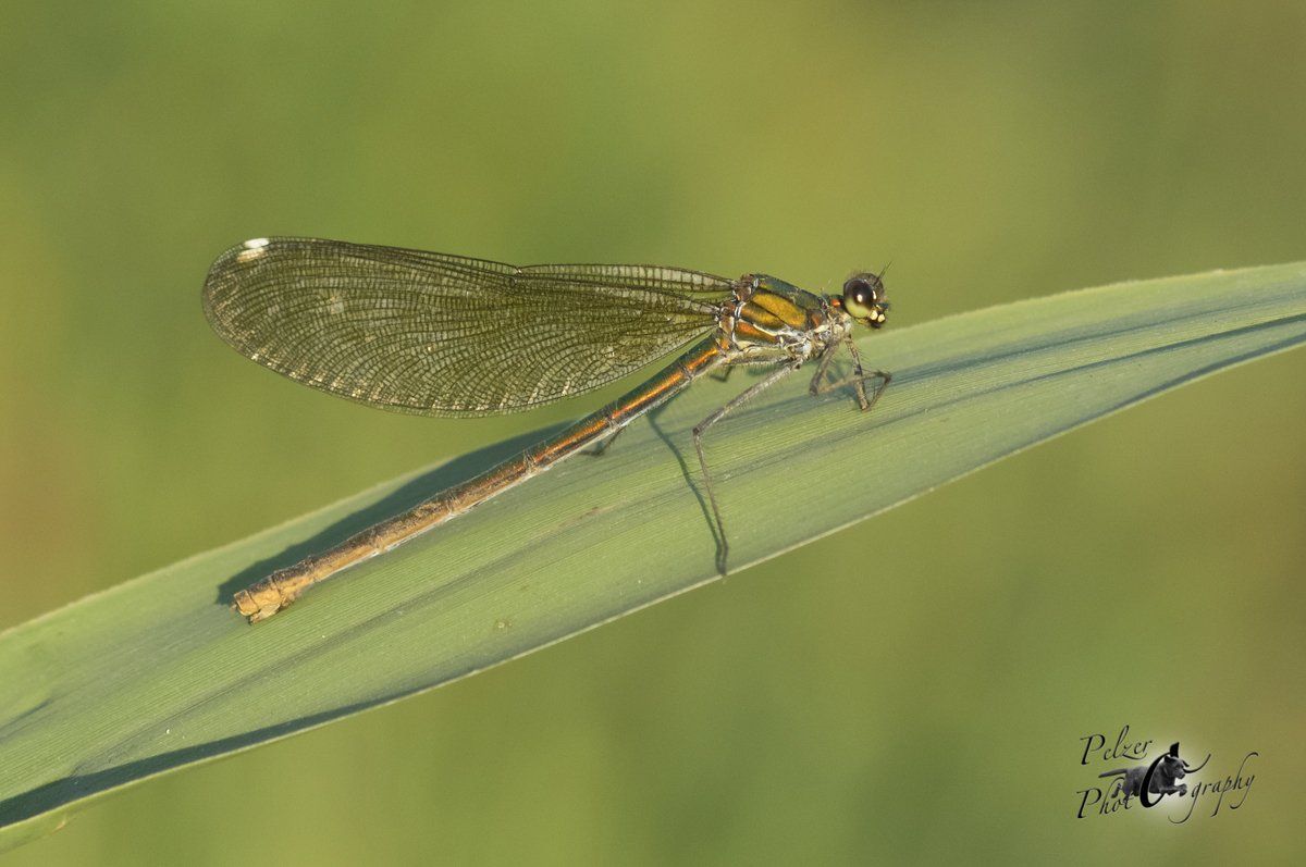 Gebänderte Prachtlibelle (Calopteryx splendens)