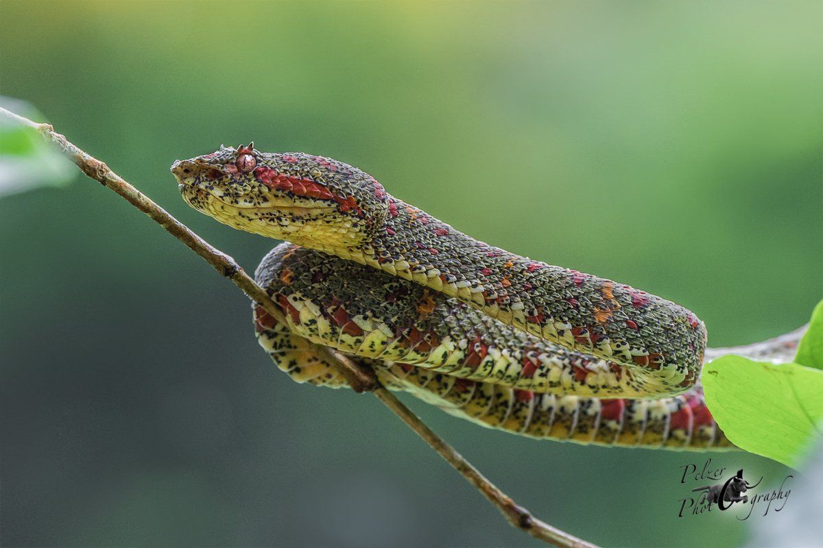 Greifschwanz-Lanzenotter (Bothriechis schlegelii)