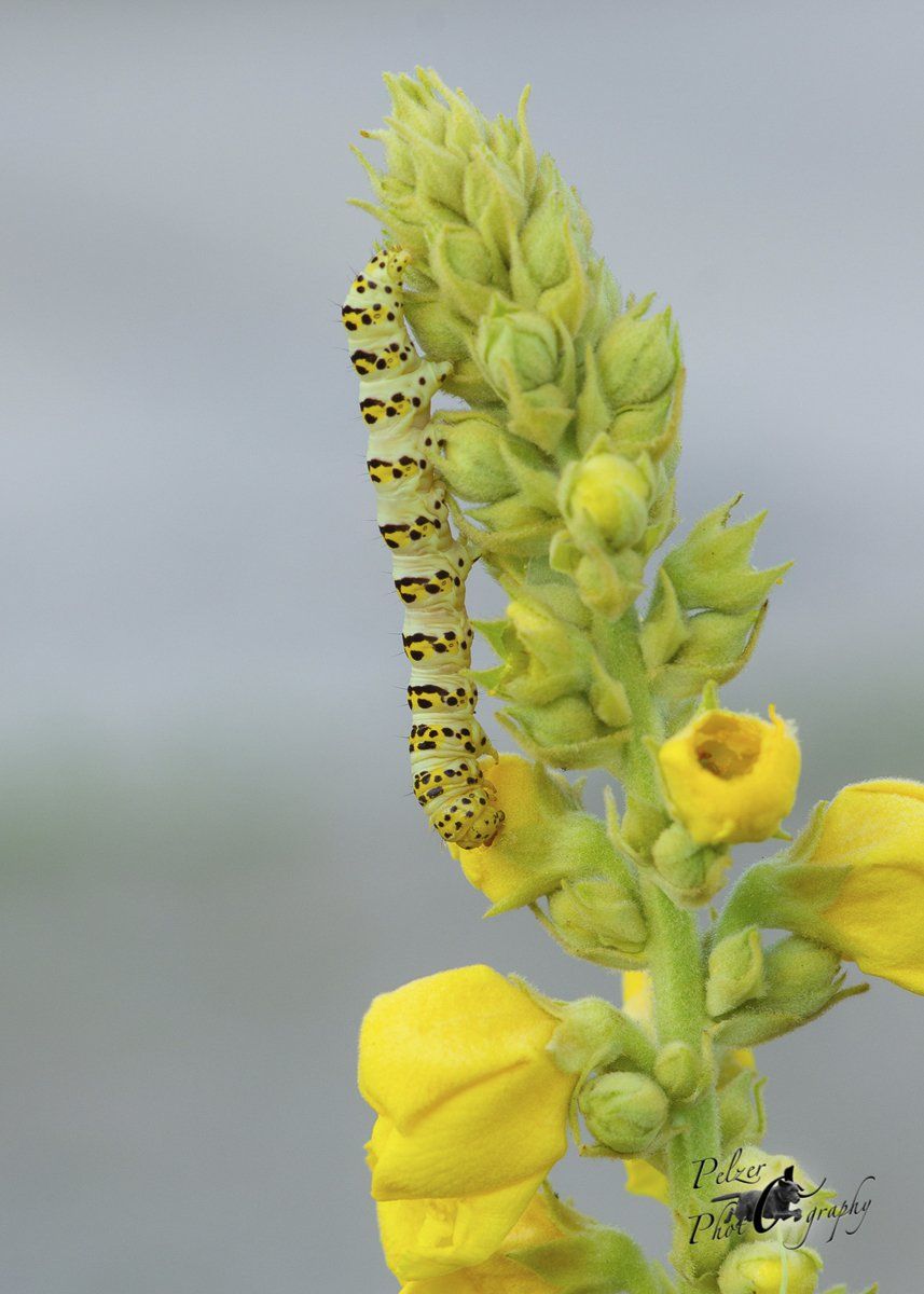 Königskerzen-Mönch (Shargacucullia verbasci)