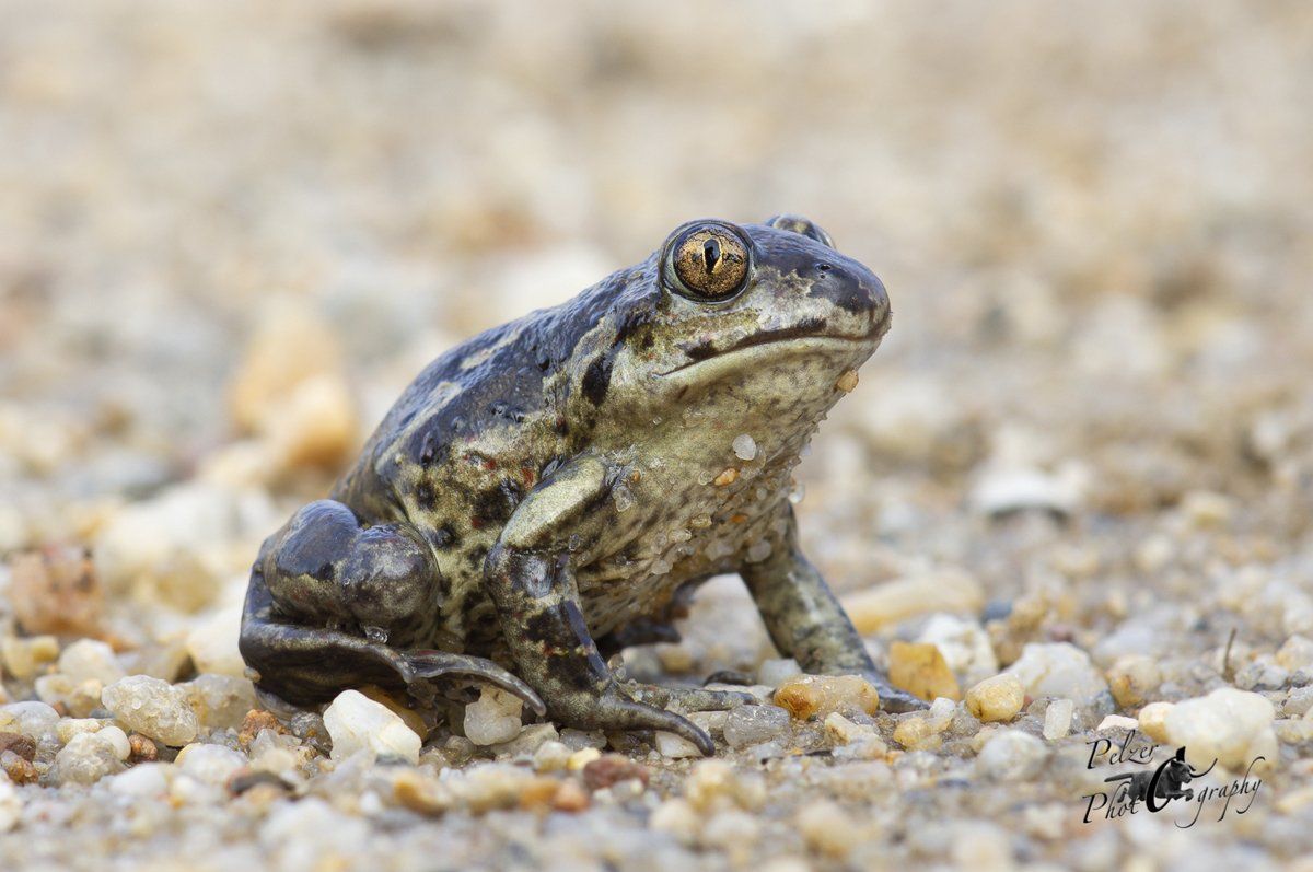 Knoblauchkröte (Pelobates fuscus)