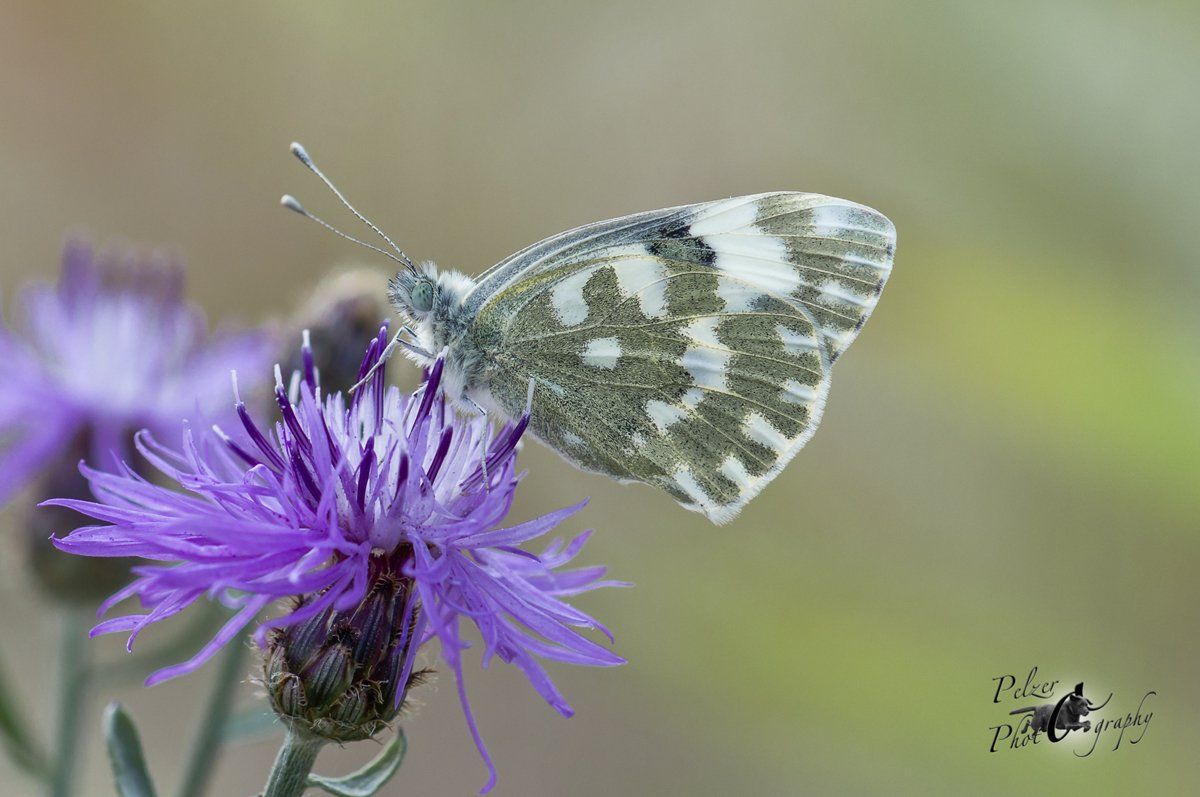 Resedafalter (Pontia edusa)