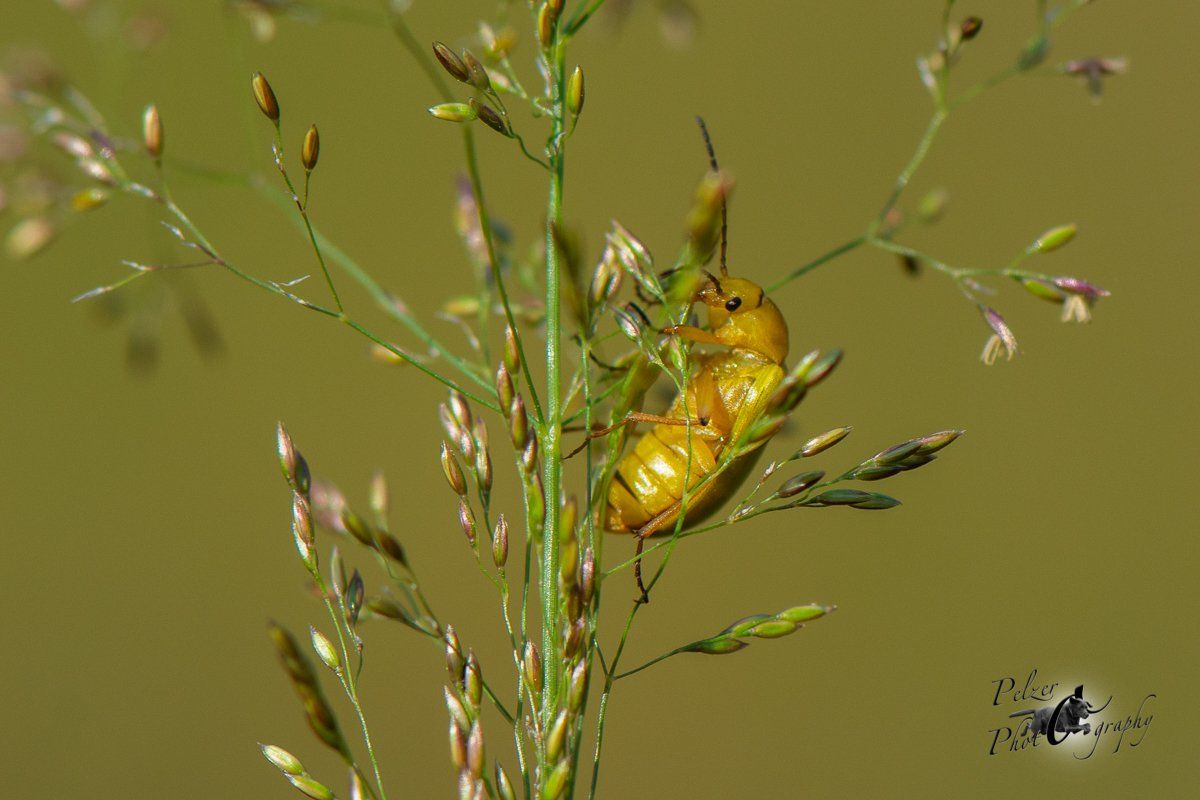 Schwefelkäfer (Cteniopus flavus)