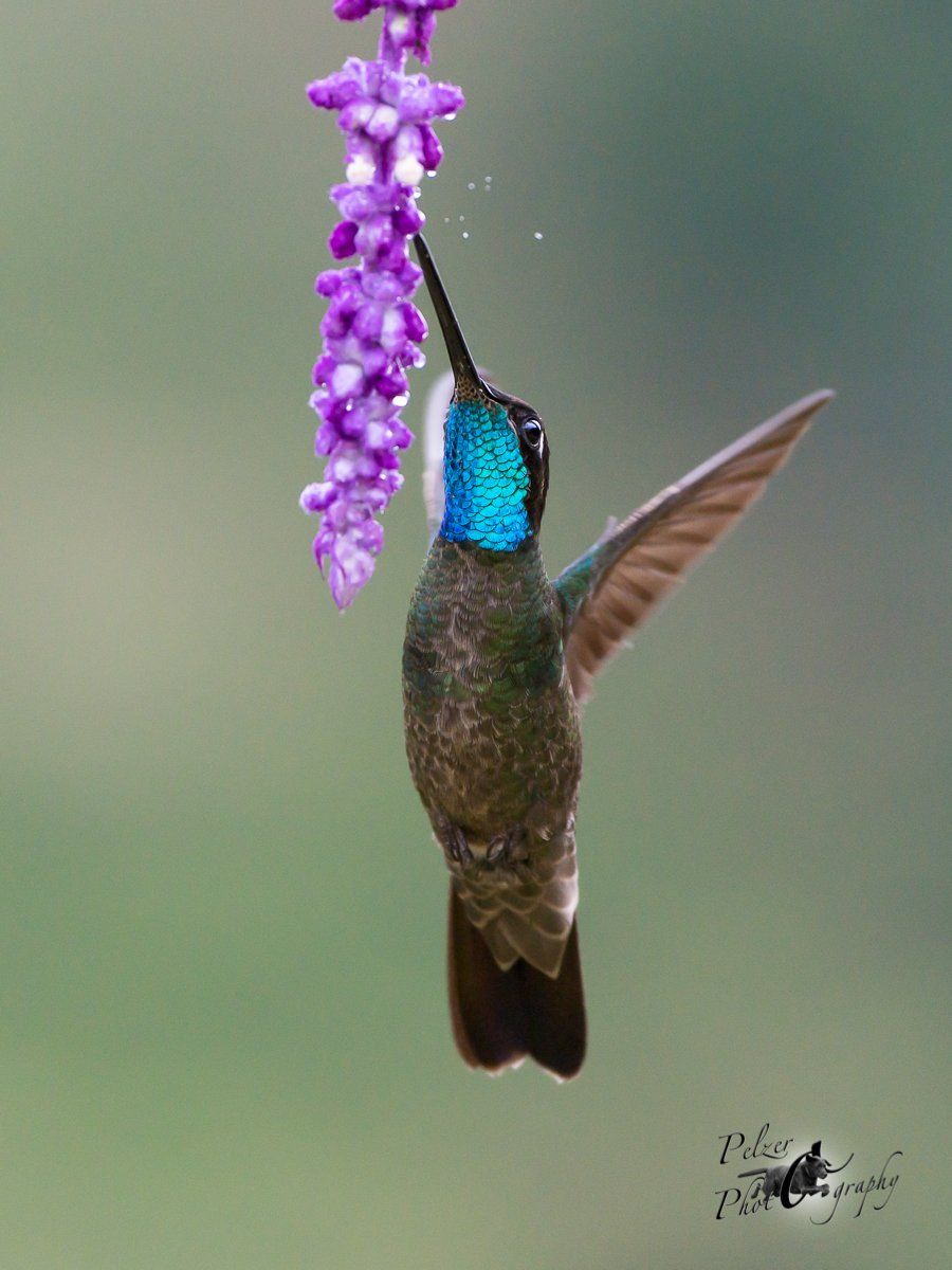 Violettkron-Brillantkolibri (Eugenes fulgens spectabilis)