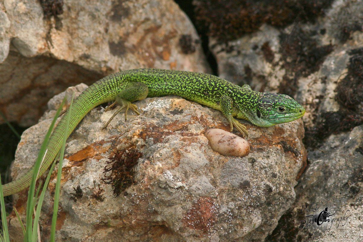 Westliche Smaragdeidechse (Lacerta bilineata)