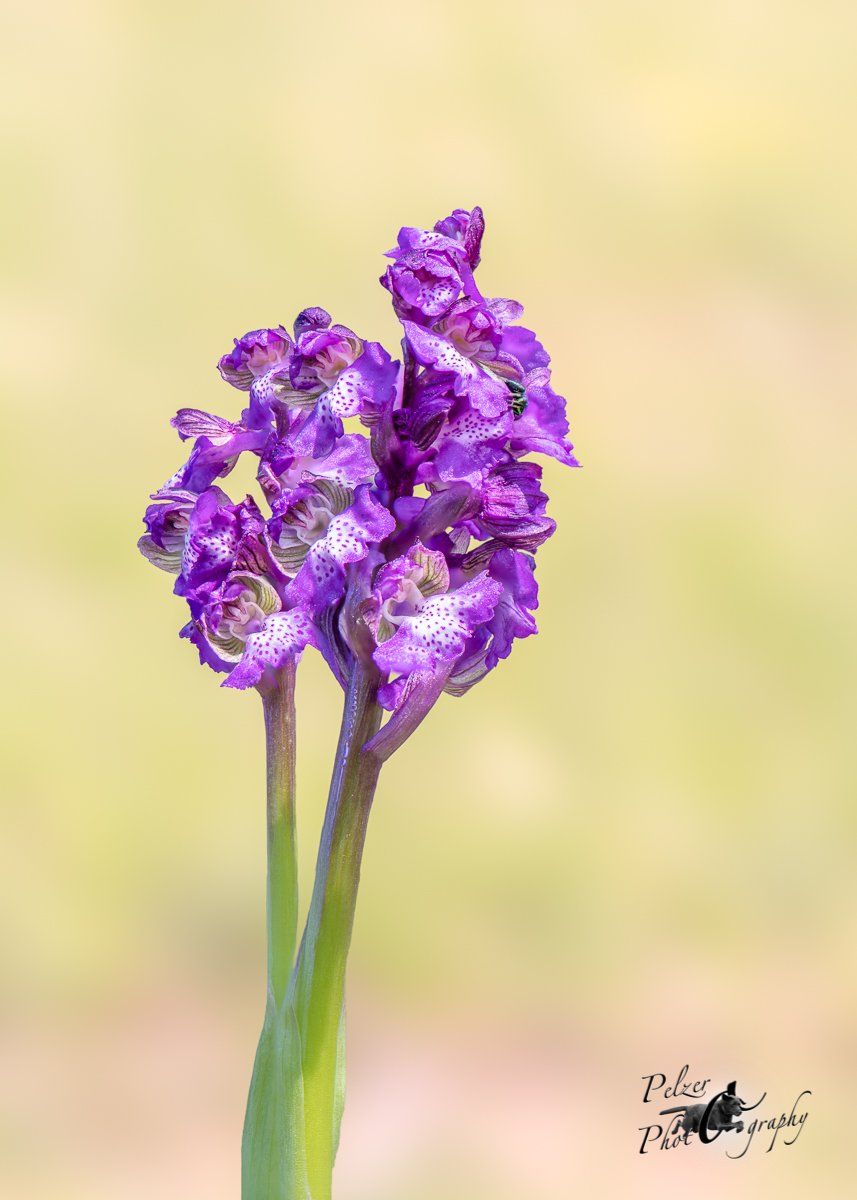 Kleines Knabenkraut (Orchis morio)