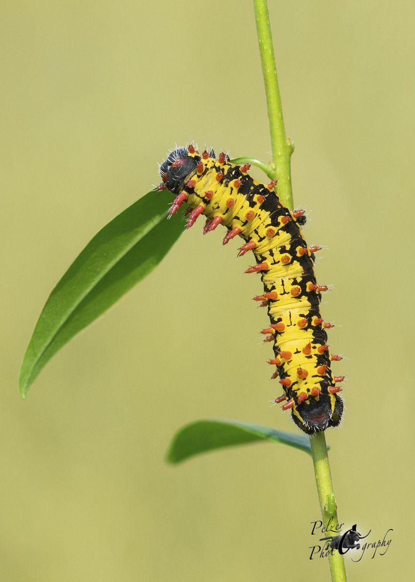 Madagaskar-Kaiser-Spinner (Antherina suraka suraka)