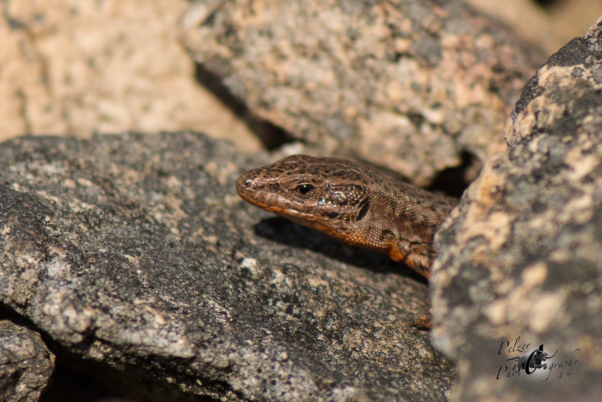 Mauereidechse (Podarcis muralis)