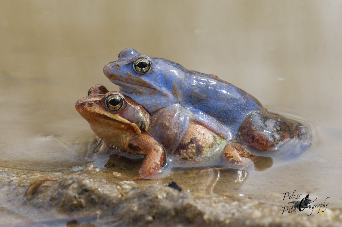 Moorfrosch (Rana arvalis)