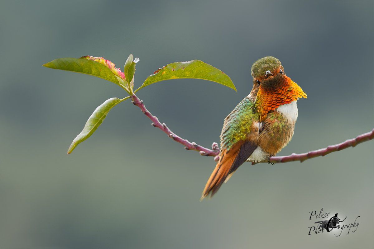 Orangekehlelfe (Selasphorus scintilla)