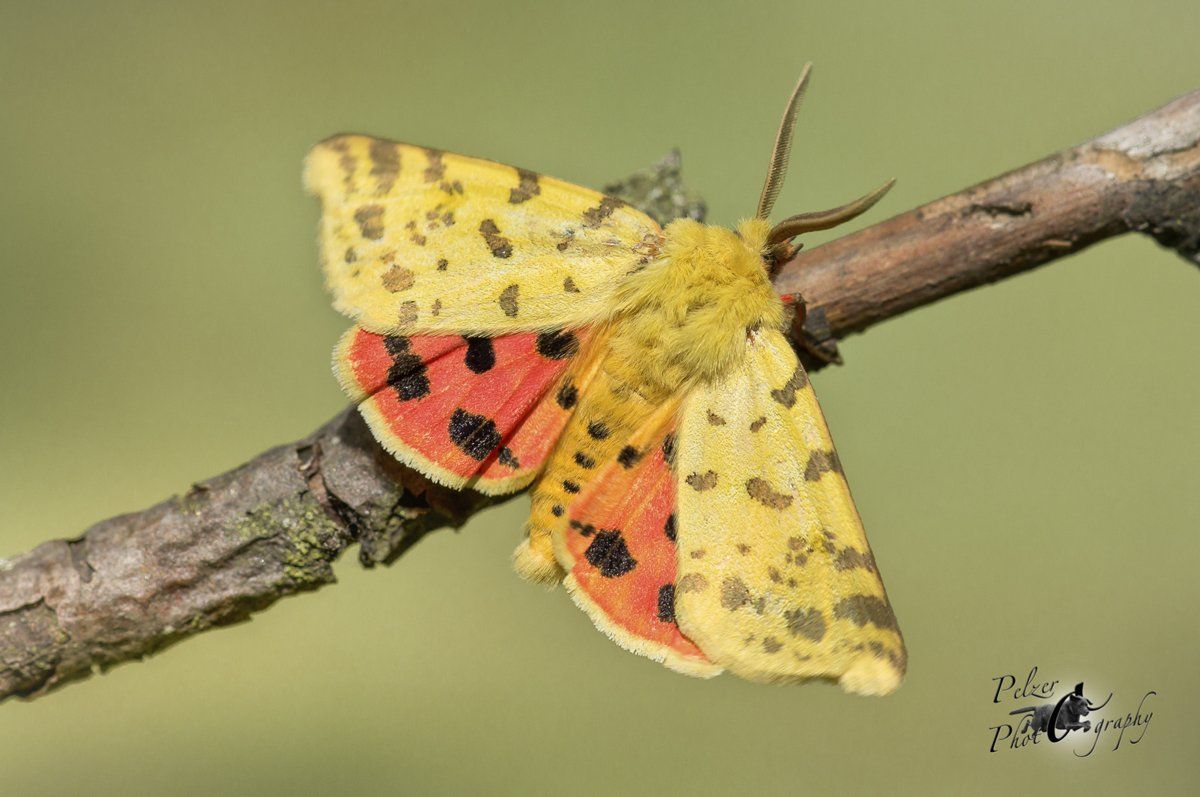 Purpurbär (Rhyparia purpurata)