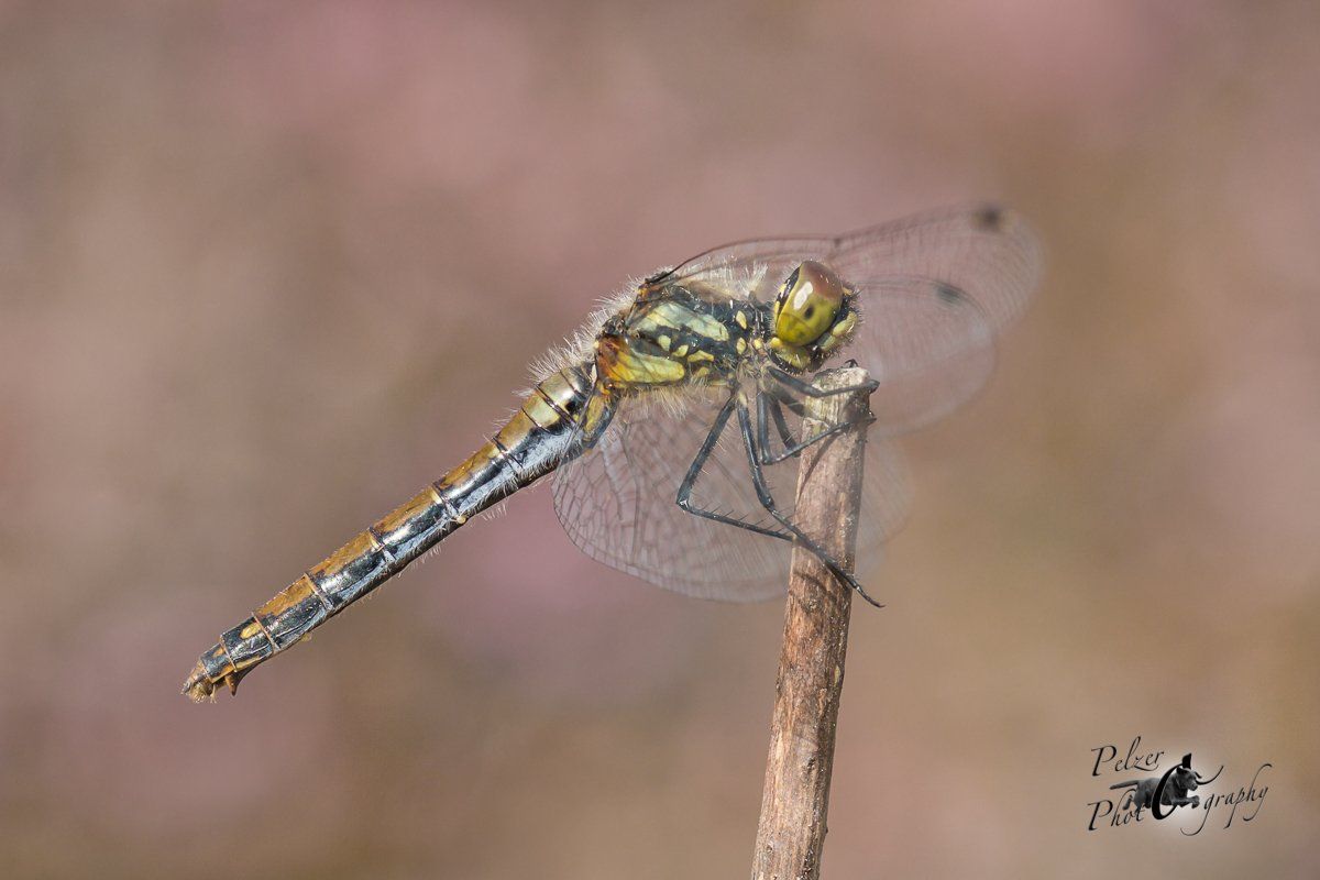 Schwarze Heidelibelle (Sympetrum danae)