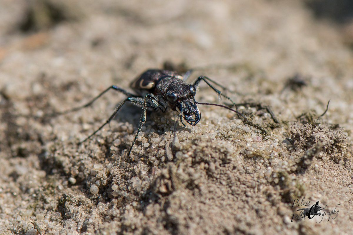 Wald-Sandlaufkäfer (Cicindela sylvatica)