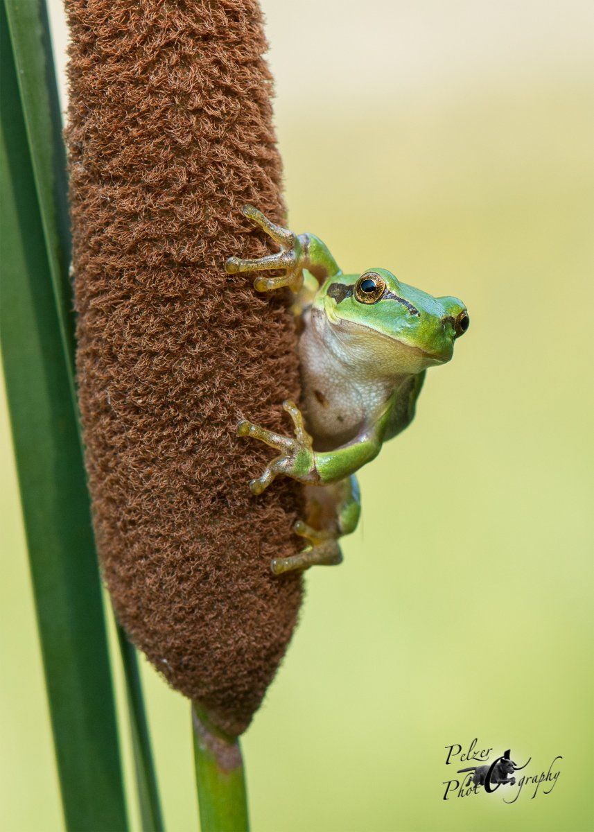 Europäischer Laubfrosch (Hhyla arborea)