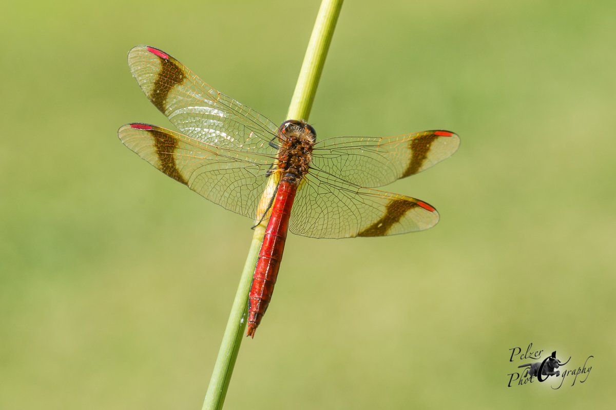 Gebänderte Heidelibelle (Sympetrum pedemontanum)