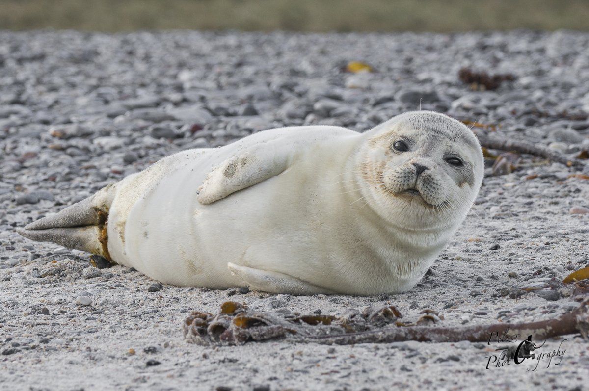 Helgoland Europäischer Seehund (Phoca vitulina vitulina)
